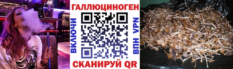 KRAKEN маркетплейс  как найти   Шенкурск  Псилоцибиновые грибы Psilocybine cubensis 